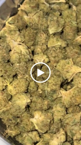 Customer video review of Gorilla Glue Minis - Bulk Minis - Hybrid