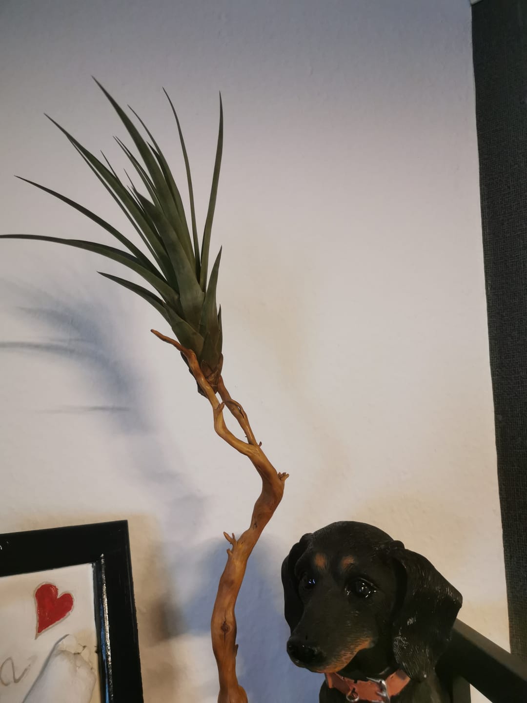 Customer photo review of Tillandsia fasciculata