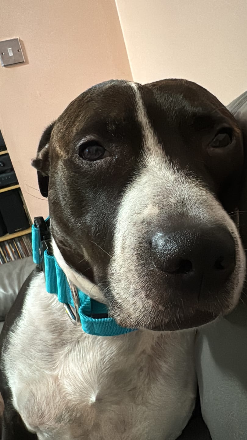 Customer photo review of 5cm Combat® Collar | With Handle & Secure Clip - Turquoise