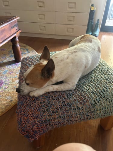 Customer photo review of Pet Cave Dog Bed - Removable Cover