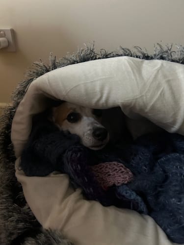 Customer photo review of Pet Cave Dog Bed - Removable Cover