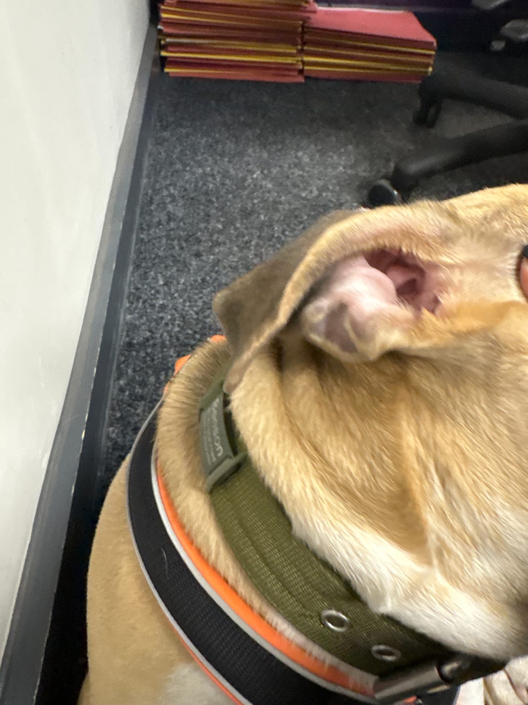 Customer photo review of Dog ID Attachment Tag (8 Colour Choices)