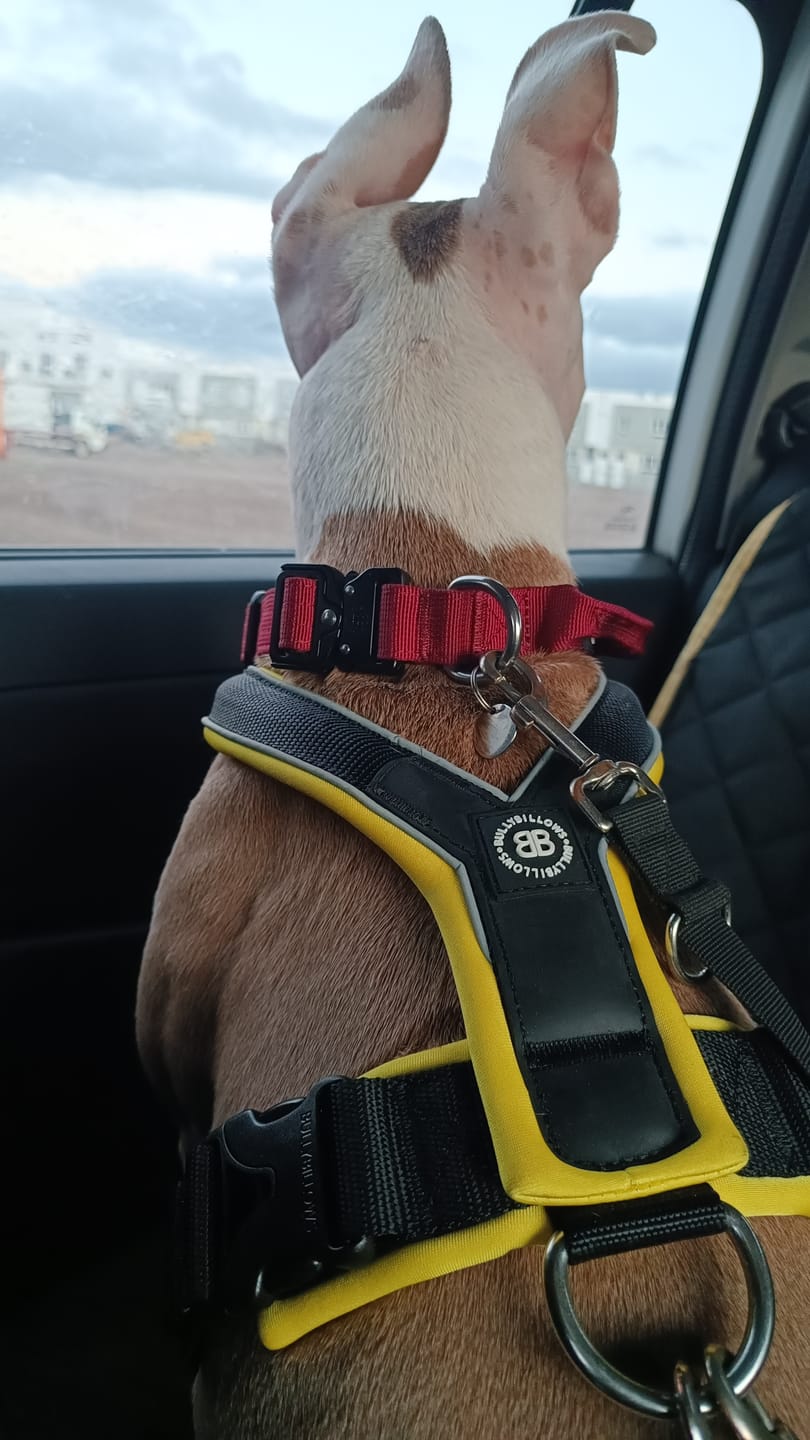 Customer photo review of Slip on Harness | Foam Padded - Black x Yellow
