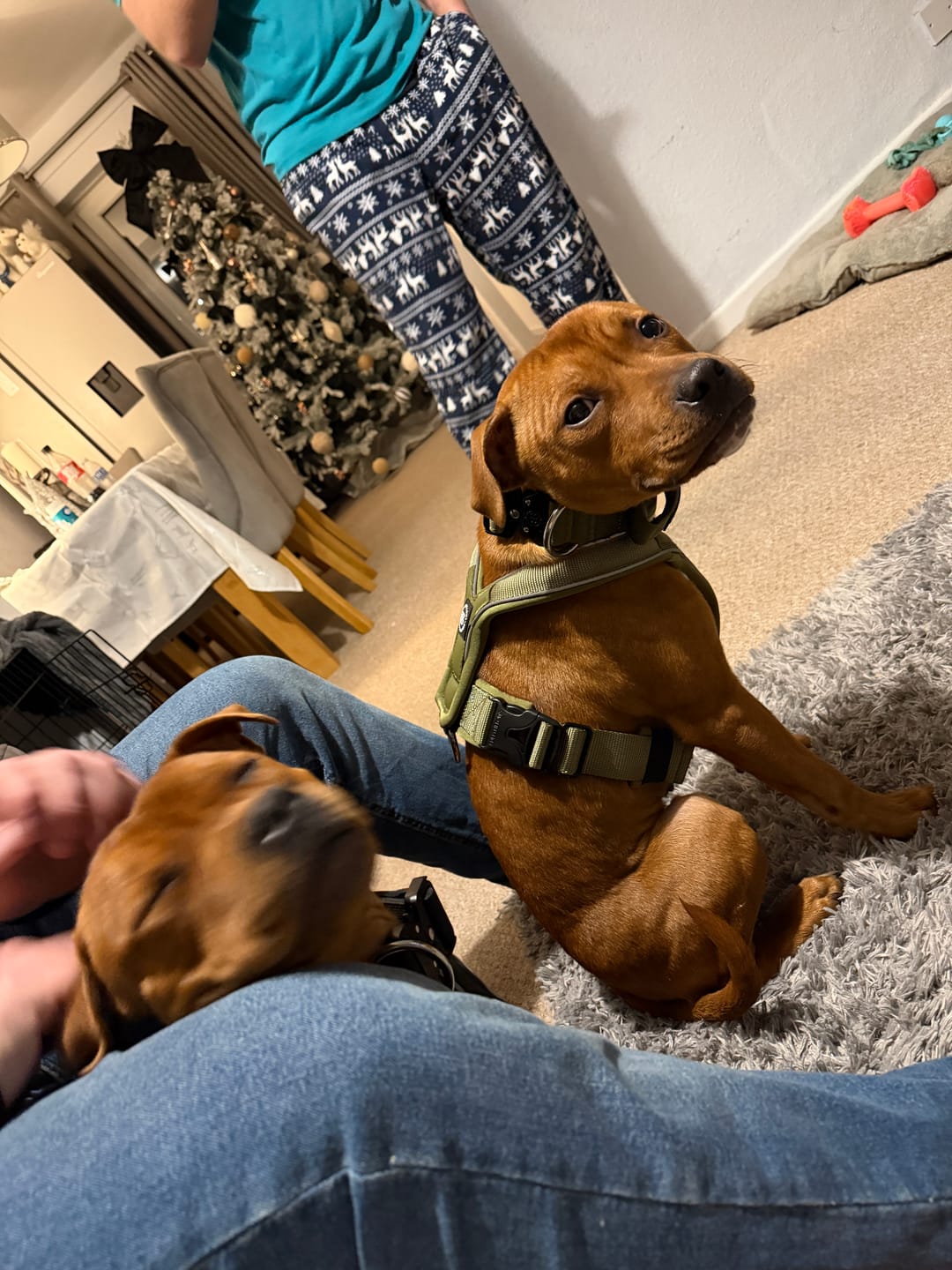 Customer photo review of Slip on Harness | Foam Padded - Khaki