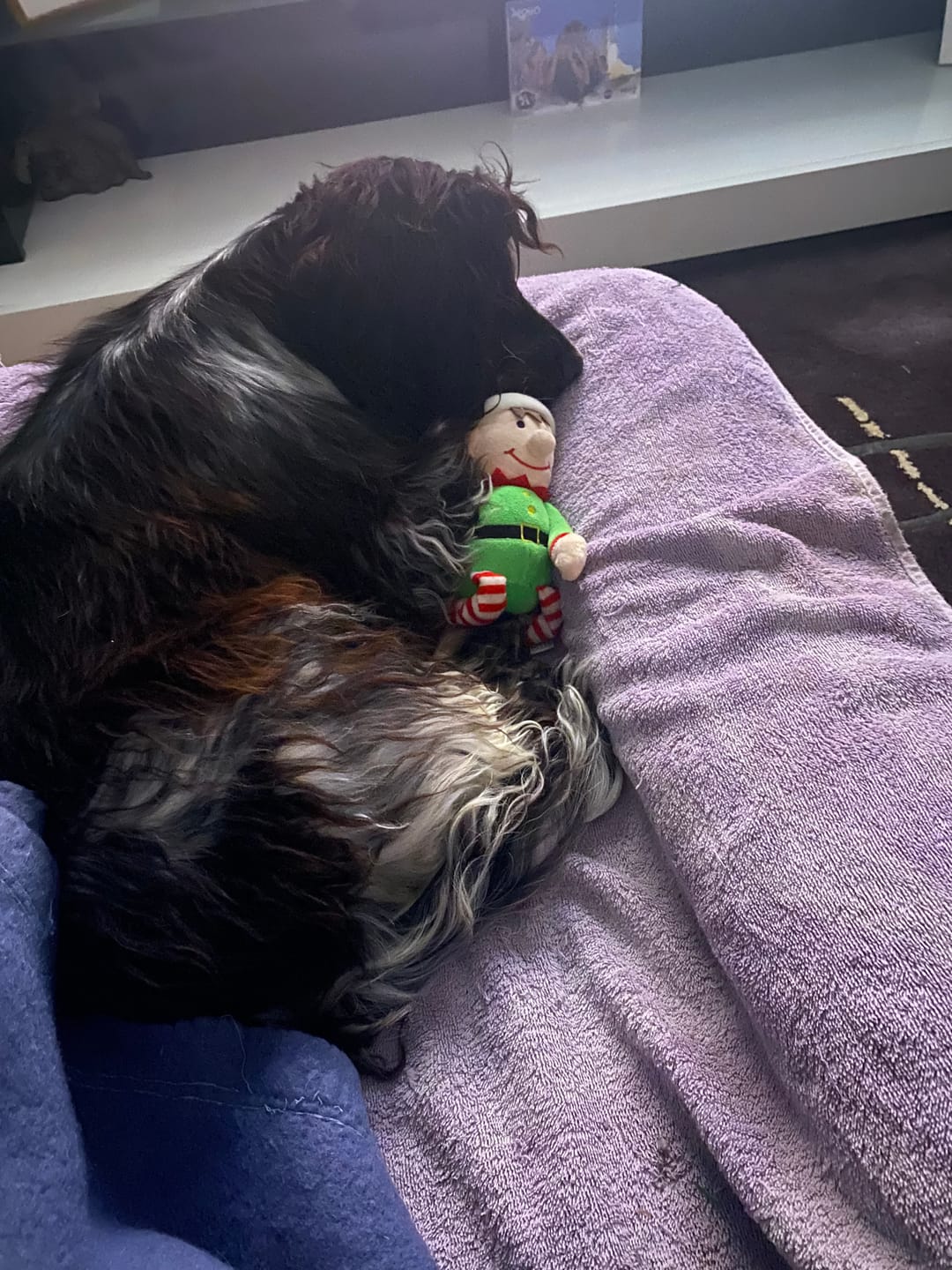 Customer photo review of Pâtée Volaille Fraîche & Légumes (x9) - Chien