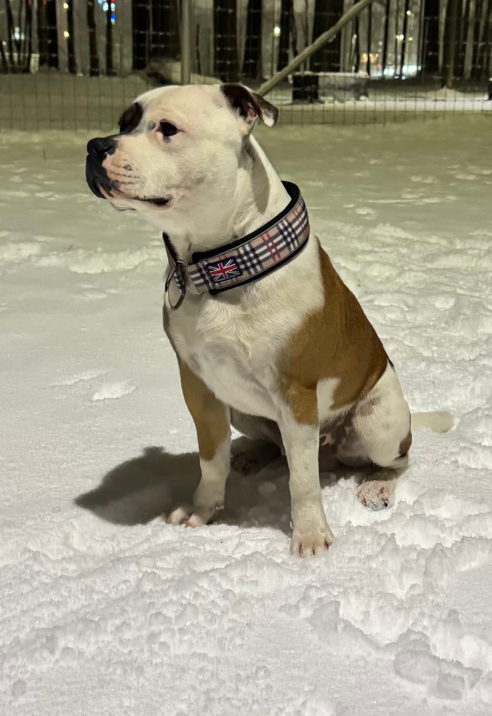 Customer photo review of Staffordshire Bull Terrier 1935® Martingale Collar - Staffburry Beige