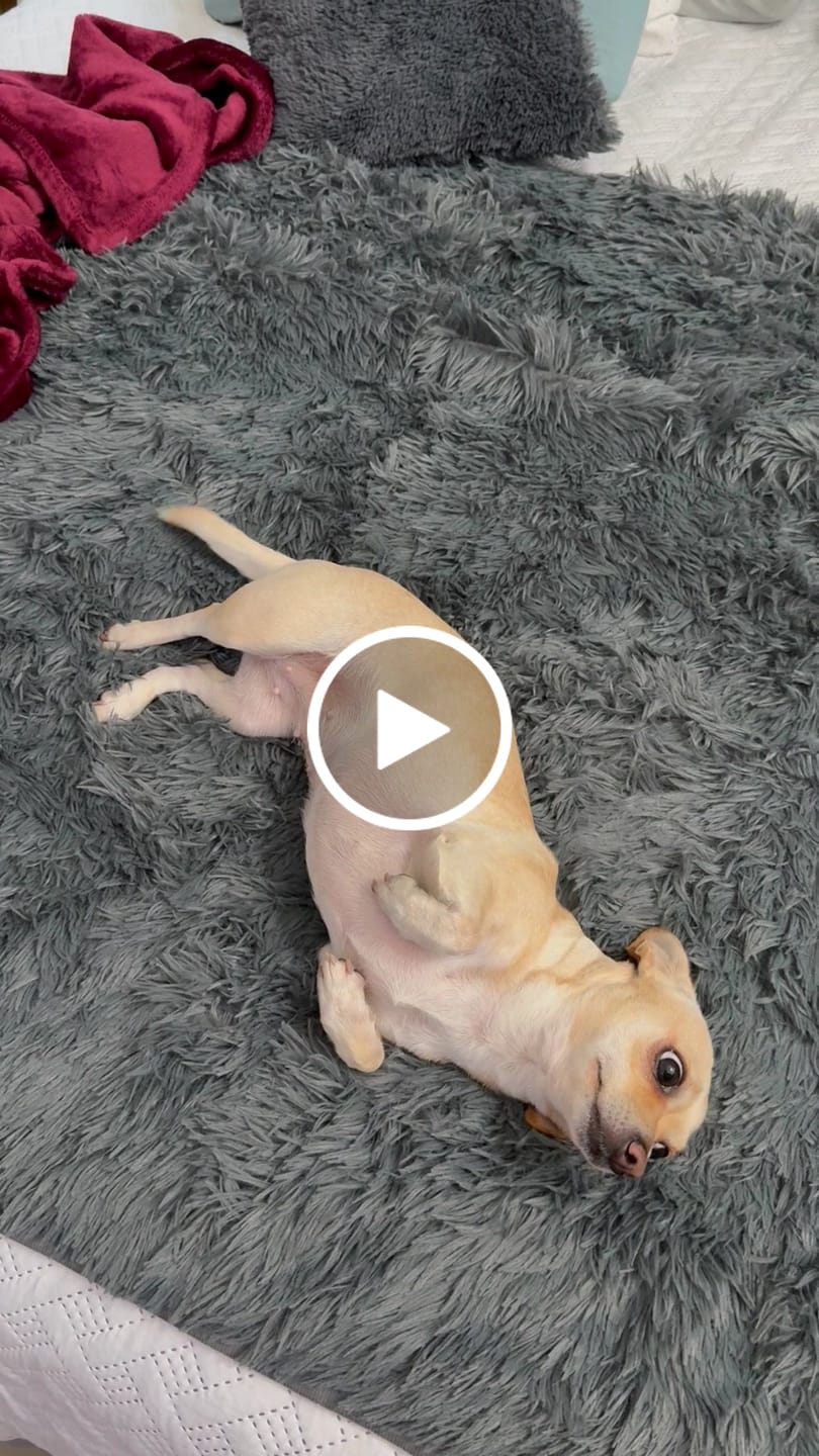 Customer video review of Cobija Impermeable para Perros