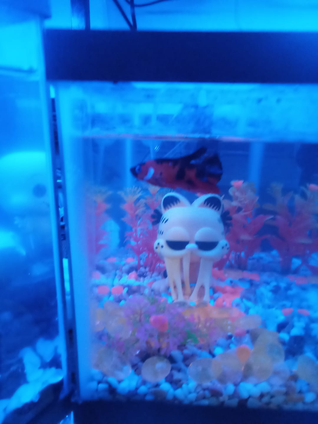 Customer photo review of Multicolor Plakat Male Betta Fish |Show Grade|  You Pick Fish
