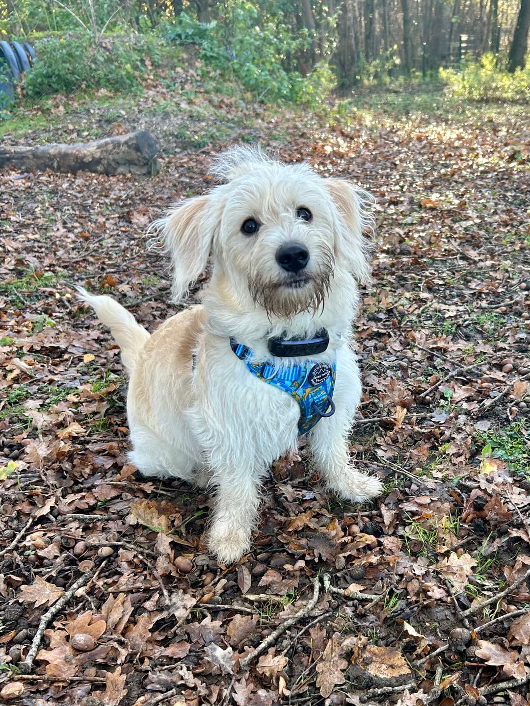 Customer photo review of Disney© Tough Trails™ Harness - Simba