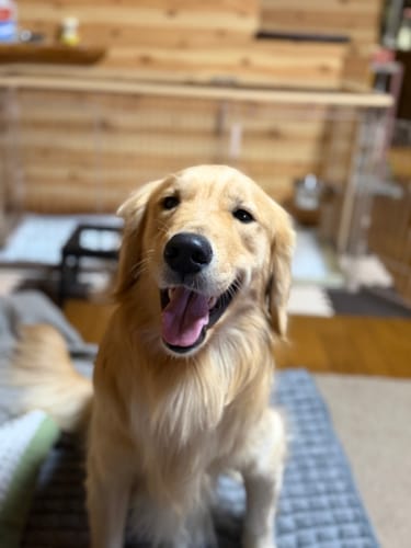 Customer photo review of FunFunPet 高機能ハーネス（お名前タグ作成サービス付き）