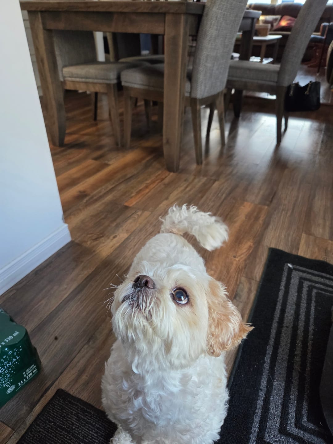 Customer photo review of Dog Treats