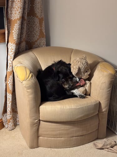 Customer photo review of K9 Belly Bliss - Digestive Support