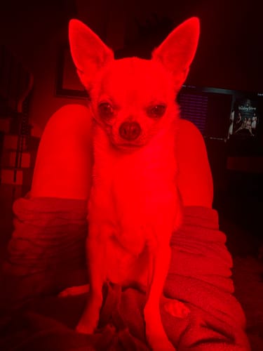 Customer photo review of Rouge Pro G4 (Single)