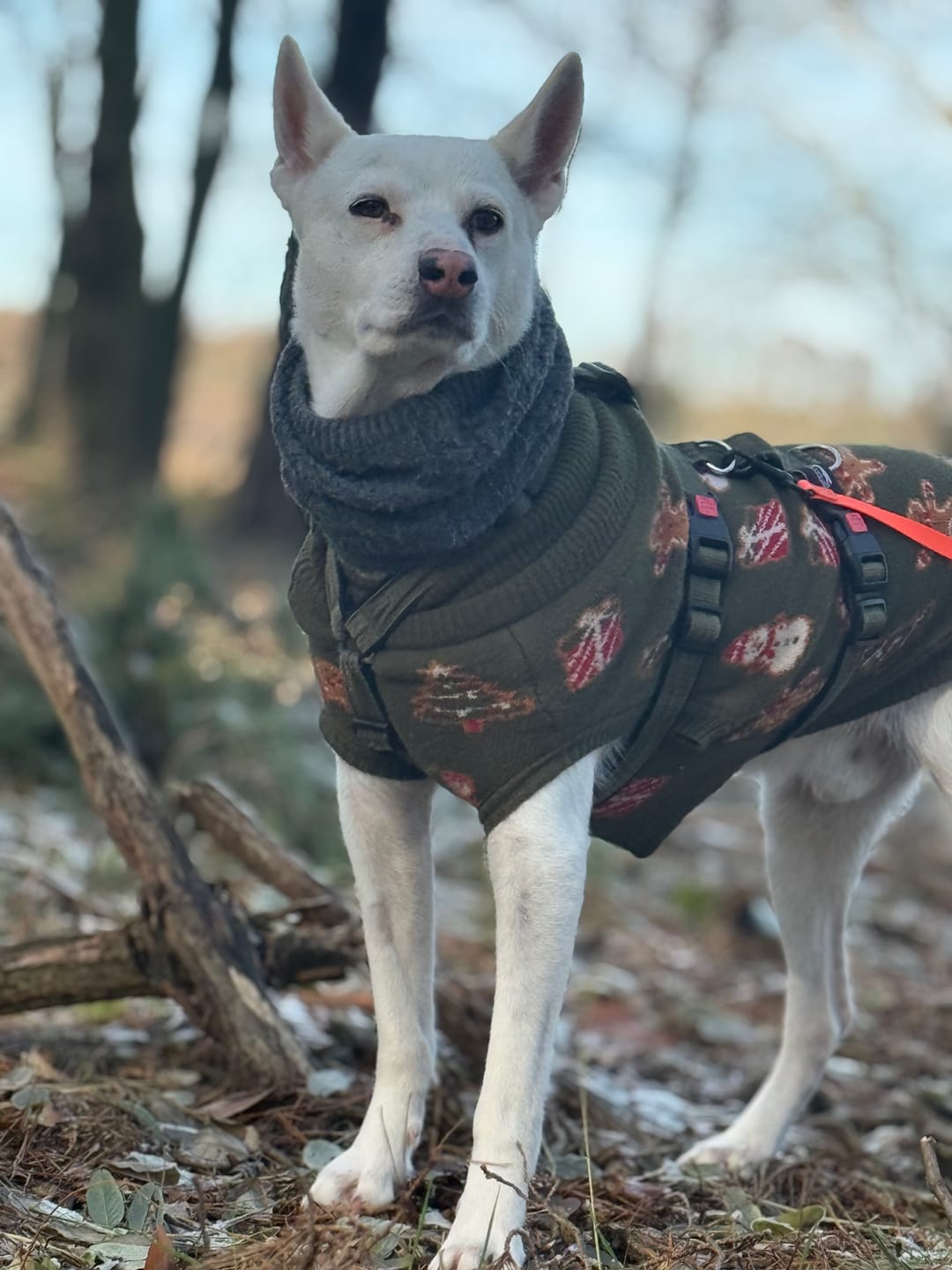 Customer photo review of Christmas Knit Dog Sweater - Gingerbread