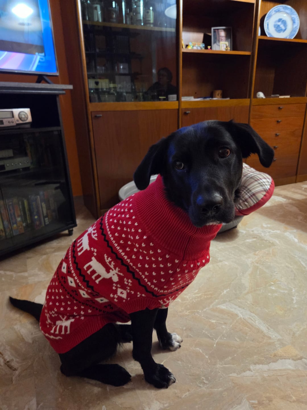 Customer photo review of Knit Christmas Dog Sweater - Dasher Red