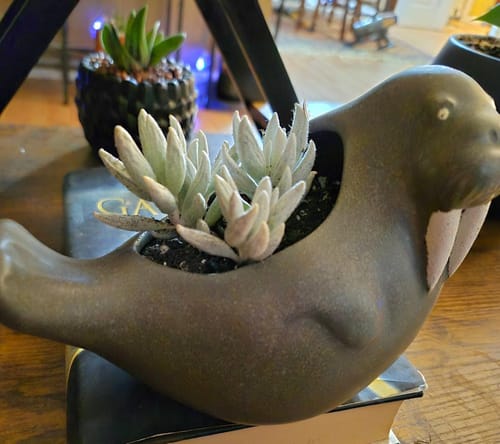 Customer photo review of Senecio Haworthia | Cocoon Plant