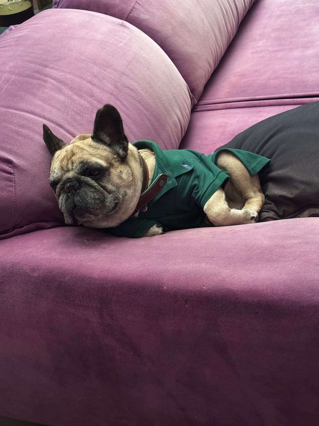 Customer photo review of Polo Ralph Lauren Cotton-Mesh Dog Polo Shirt