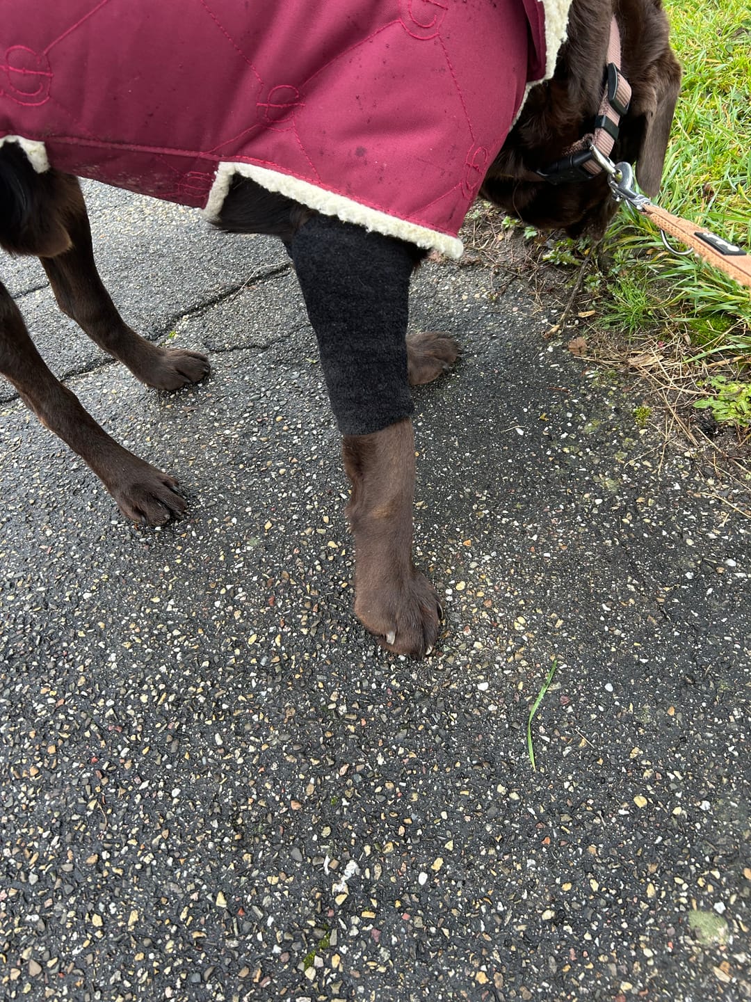 Customer photo review of Stretchy Fleece Dog Leg Warmer Sleeves