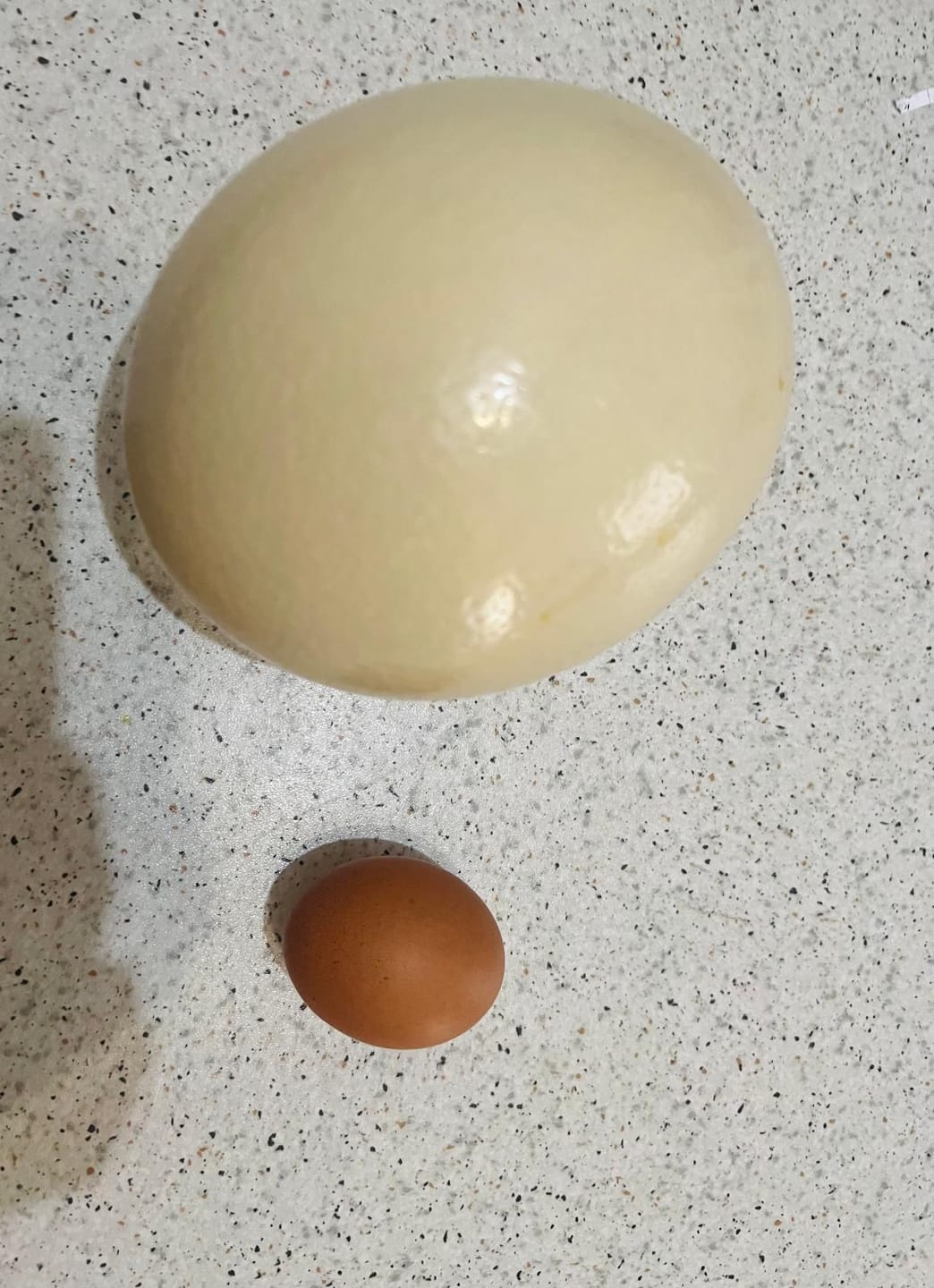 Customer photo review of Fresh Ostrich Egg