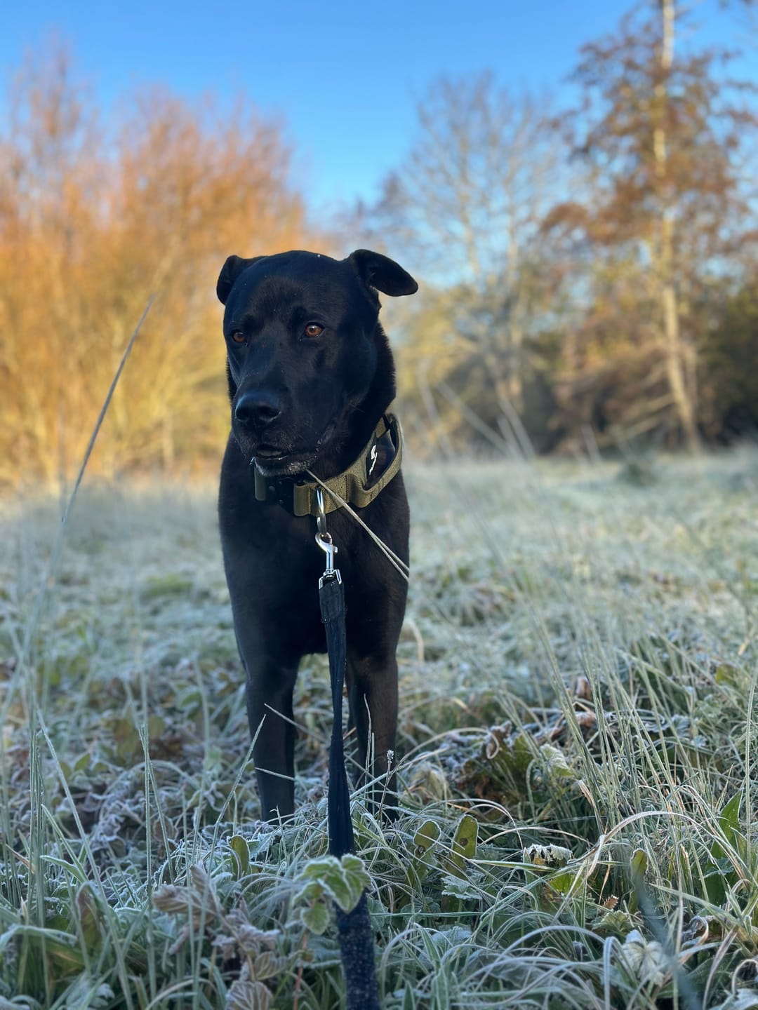 Customer photo review of Performance collar with handle 5CM - Khaki