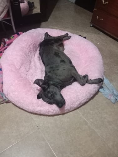 Customer photo review of Funda Lino para Cama Antiestrés para Perros