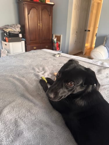 Customer photo review of Long-Lasting Yak Chews — 6 Flavor Pack