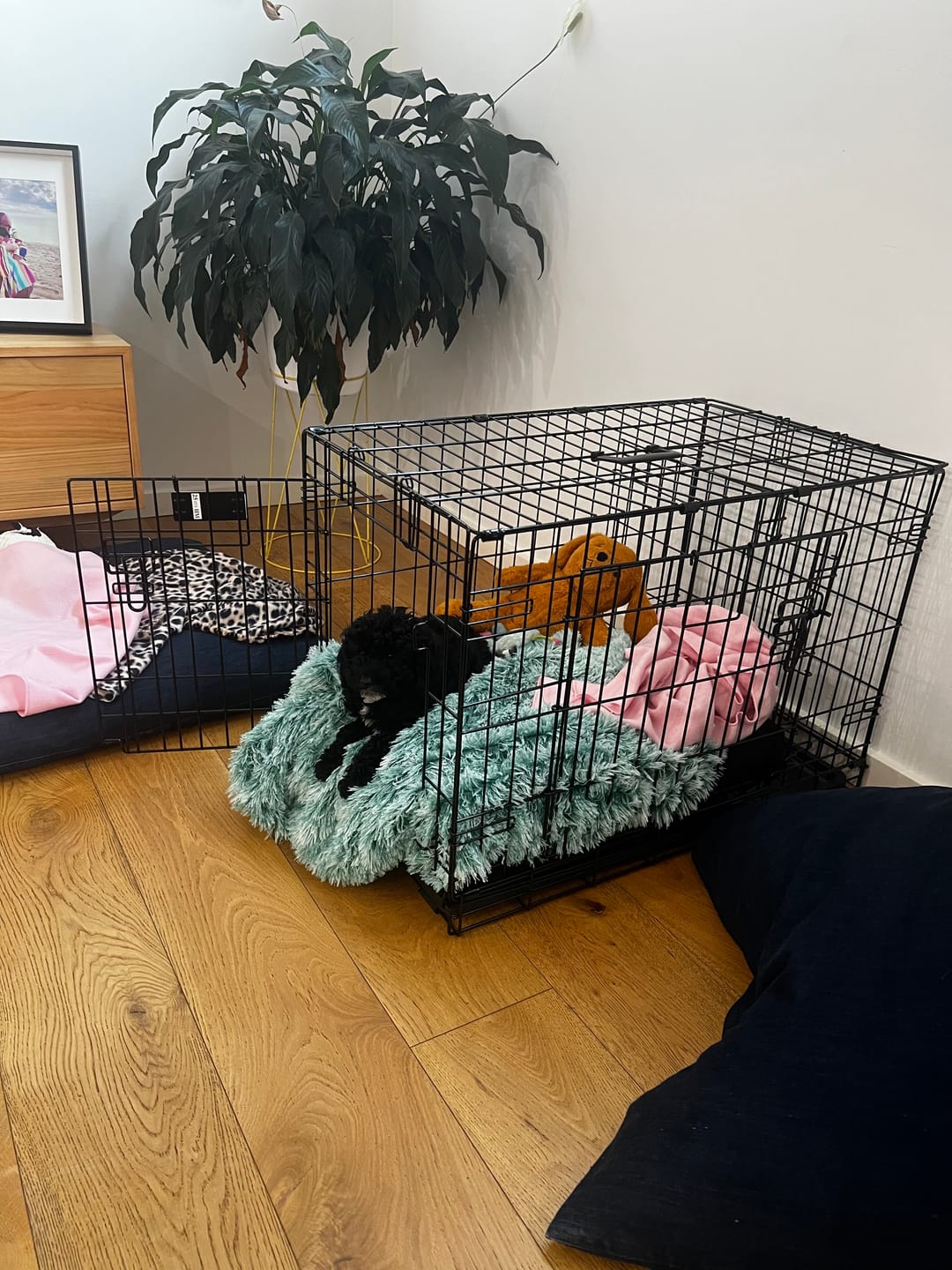 Customer photo review of Pet Calming Blanket