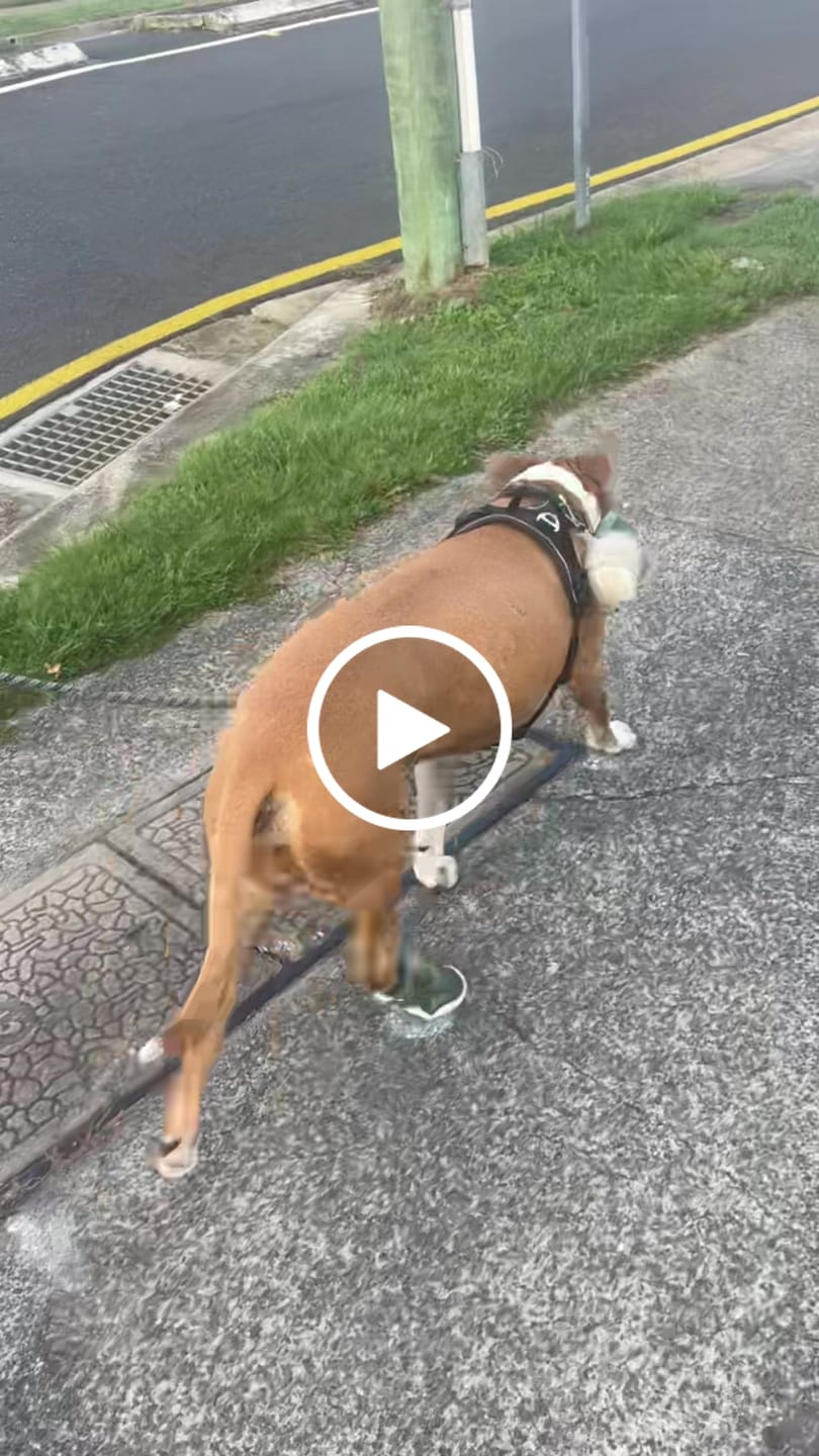 Customer video review of Hot Pavement Pawtector Dog Shoes - Green