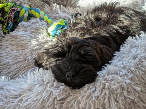 Customer photo review of Puppery Hundebett Wolke 7 - Das Original