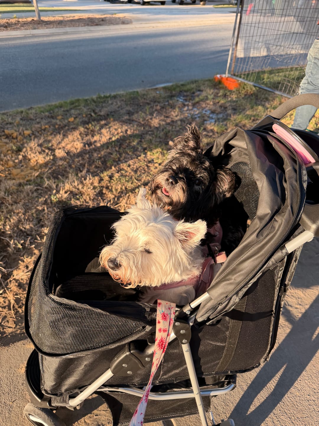 Customer photo review of Large Dog Stroller - 3 Wheels