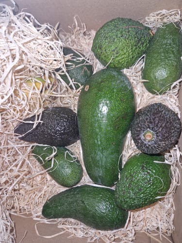 Customer photo review of Avocado Mix „Wilde Schönheiten“ von Julian