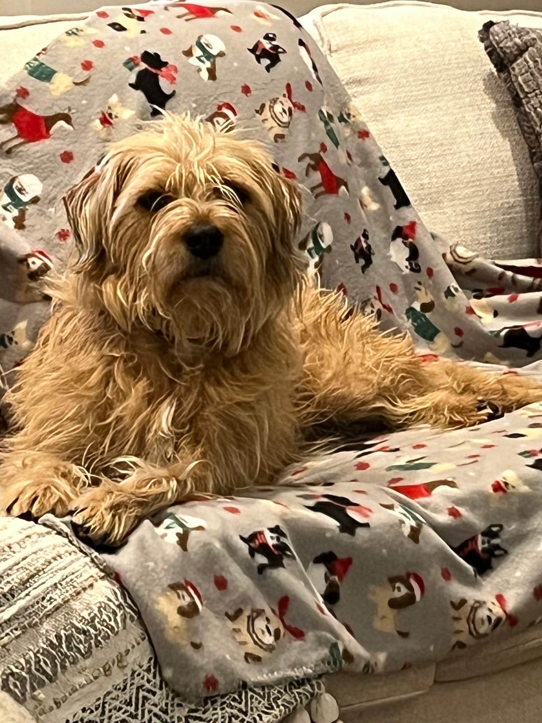 Customer photo review of 6 Inch Thick Braided Bully Stick