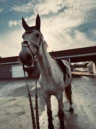 Customer photo review of HorseHalo™ HaloLegs