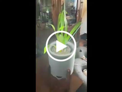 Customer video review of Aura | Medium Round LED Planter - Concrete Jungle