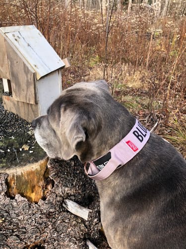 Customer photo review of 2" Tacti Luxe Dog Collar - Rose Gold - Sofia