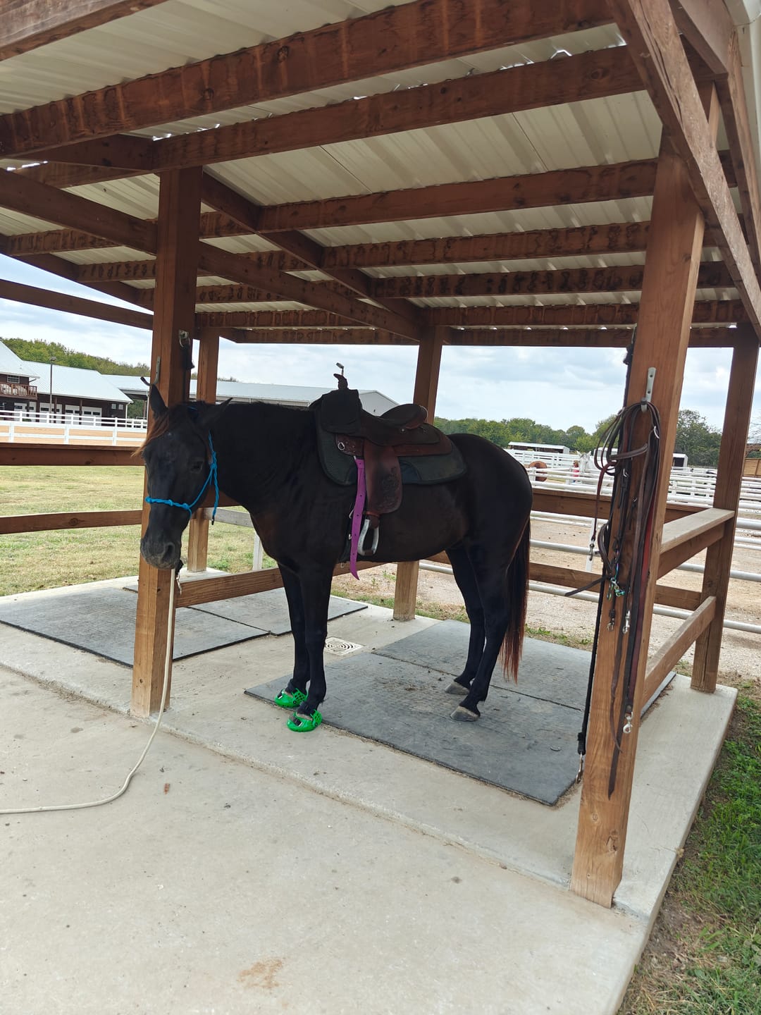 Customer photo review of Renegade® Viper Shield™ Hoof Boot Seconds - Emerald Green