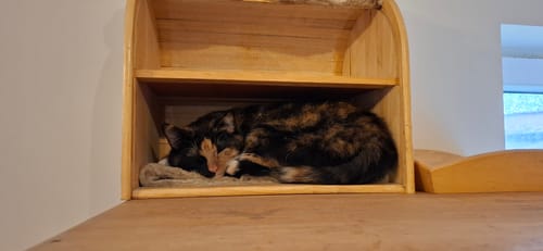 Customer photo review of 3 Month Supply - 1 Cat