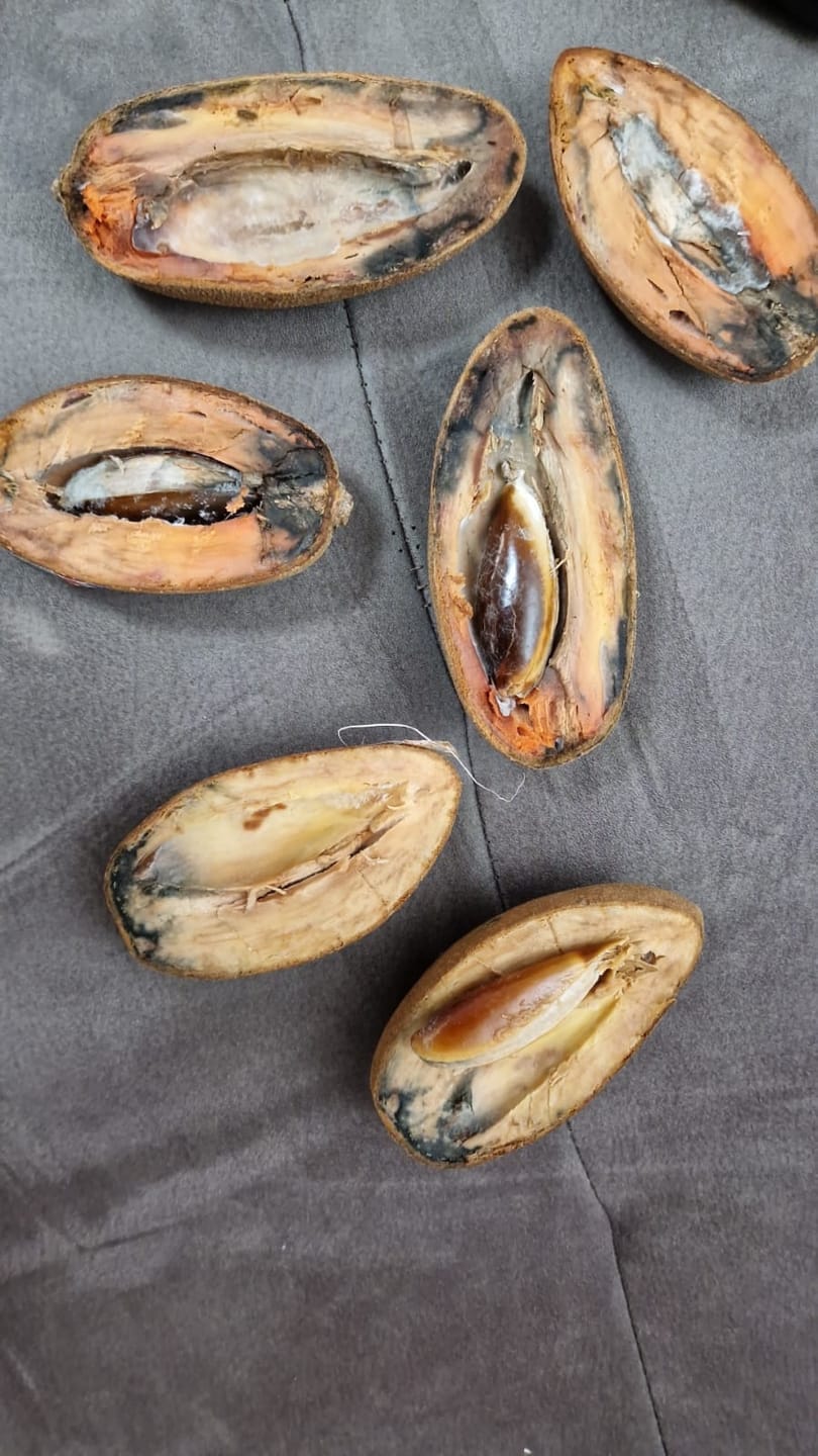 Customer photo review of Sapote Purple (Zapote Morado) Stk (ca. 400-500g)