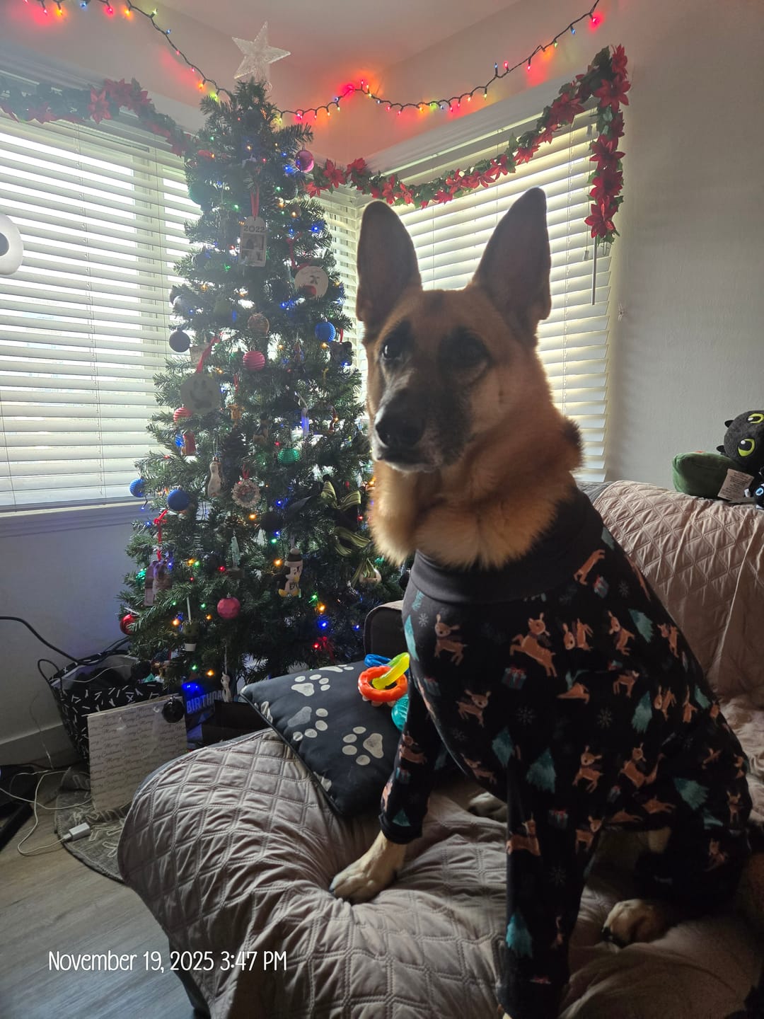 Customer photo review of Dog Christmas Pajama - Reindeers