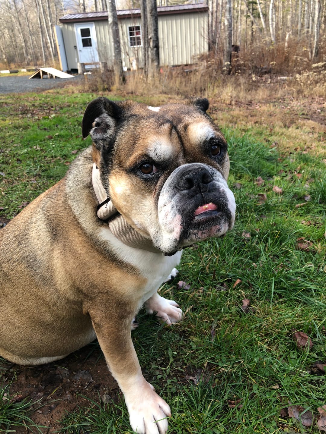 Customer photo review of 2" Tactik Dog Collar - Buttercream