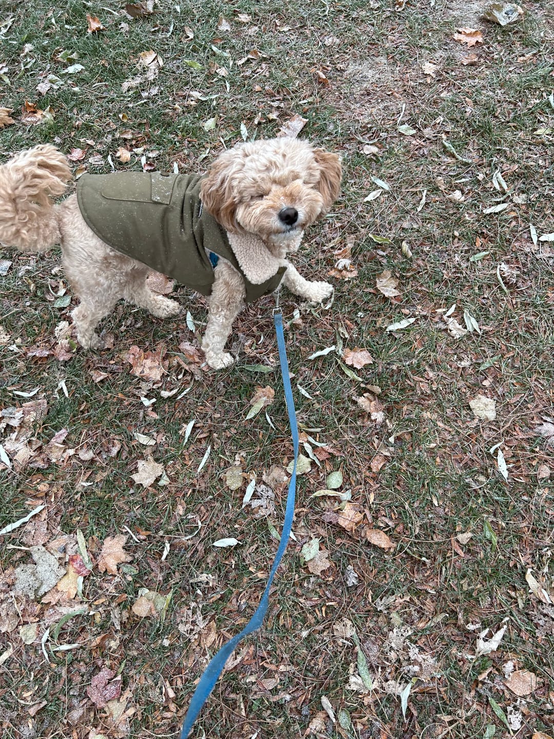 Customer photo review of Workdog Insulated Utility Jacket - Green