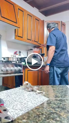 Customer video review of 3 revisiones incluidas - ¡Modificaciones gratuitas si lo necesitas!