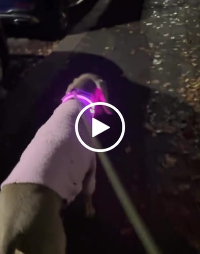 Customer video review of Rechargeable Light-Up Dog Safety Collars
