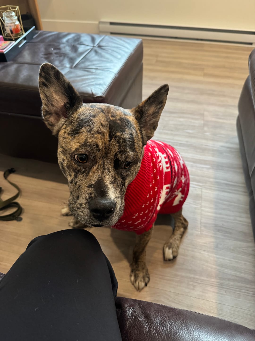 Customer photo review of Knit Christmas Dog Sweater - Dasher Red