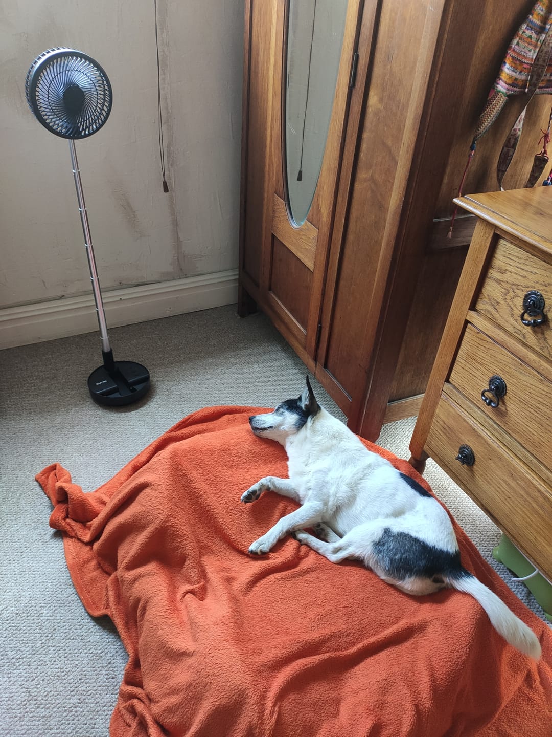 Customer photo review of Lumeo Smart Fan