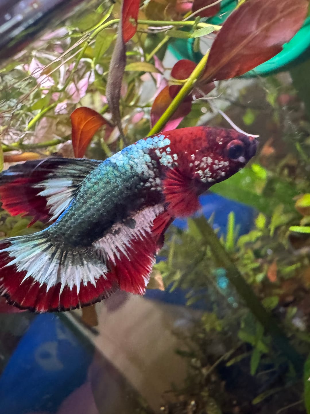 Customer photo review of Hellboy Plakat Male Betta Fish | Order Directly From Farm | You Pick Fish