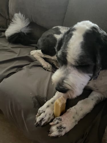 Customer photo review of Himalayan Yak Chews - Extra Large