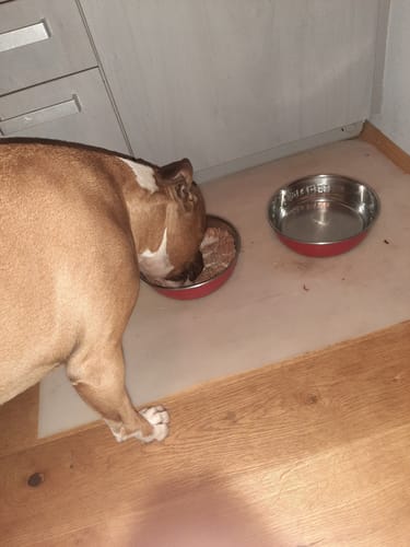 Customer photo review of Frischfutter für Energiebedarf von 1201 kCal/Tag