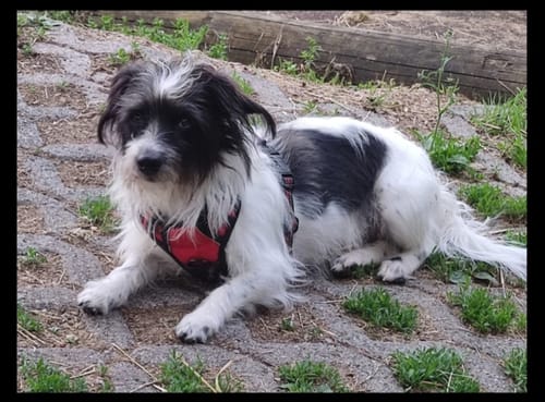 Customer photo review of Fass mein Frauchen / Herrchen nicht an - Google findet dich nicht - Individueller Hoodie Unisex Rückendruck