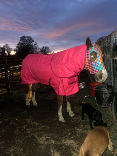 Customer photo review of HOT PINK 1200D PERFECT FIT WINTER BLANKET WITH NECK